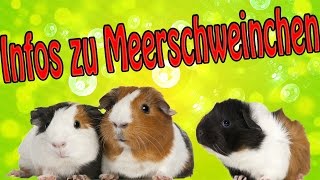 Artgerechte Haltung von Meerschweinchen Infos und Tipps [upl. by Etterrag328]