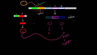 Negative InducibleRepressible Operons [upl. by Ahsirat]