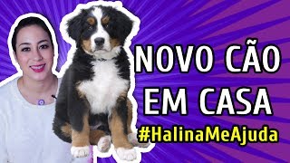 COMO ADAPTAR UM NOVO CACHORRO AO CÃO ANTIGO DA CASA  HalinaMeAjuda [upl. by Nwahsor763]