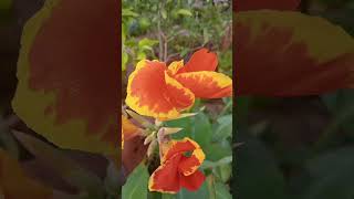 Coyol en floración 🤩💐 videos flores [upl. by Vi98]