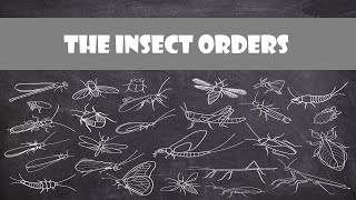 Defining Characteristics of the Insect Orders  Entomology [upl. by Boris]