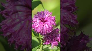 Arkansas Ironweed Bold and Beautiful Wildflower for Pollinators shorts arkansas PlantsWorld [upl. by Eidnalem]