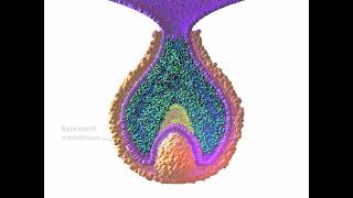 Early Tooth Development [upl. by Celene]