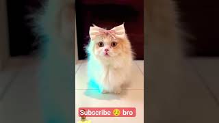 gulabi rong lyricsso beautiful ❤️😍 cat [upl. by Annoiek]