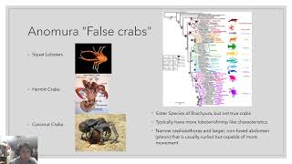 Carcinization of Crustaceans  Christopher Montgomery [upl. by Nangatrad]