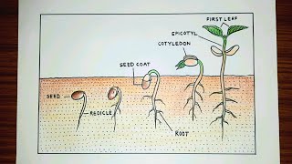 Seed germination process drawing easy  Germination process drawing [upl. by Tupler]