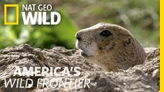 Sounding the Prairie Dog Alert System  Americas Wild Frontier [upl. by Cram]