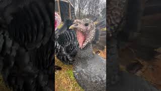 Turkey Hen Sounds [upl. by Resay]