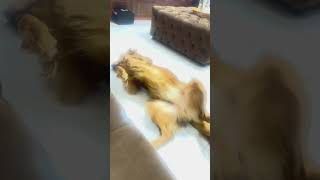 Why my dog acting like this goldenretriever [upl. by Kauffmann]