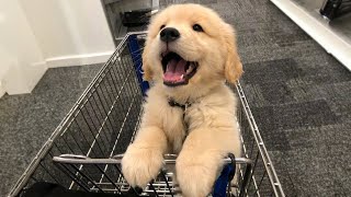 TOP HIGHLIGHTS of FUNNY PUPPIES that will make you LAUGH [upl. by Jempty]