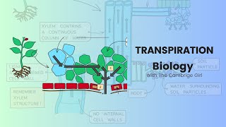 Transpiration in plantsBIOLOGY  Stage 9 Checkpoint amp IGCSE BIOLOGY [upl. by Notsnhoj994]