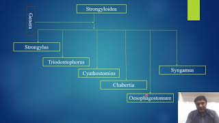 Presentation of brief classification of Nemathelminthes VIDEO [upl. by Suvart]