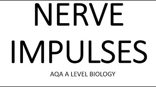 NERVE IMPULSES  AQA A LEVEL BIOLOGY  EXAM QUESTIONS RUN THROUGH [upl. by Ferne]