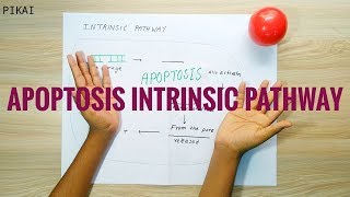 APOPTOSIS INTRINSIC PATHWAY [upl. by Darin]