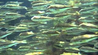 Snorkelling at Point Peron Western Australia  School of Blowfish [upl. by Aerdied]