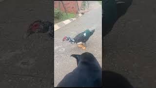 Pato vs Dog [upl. by Candie]