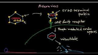 Adenovirus life cycle [upl. by Maloy]