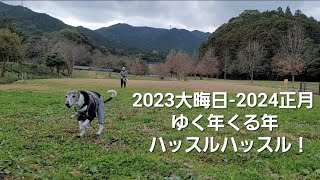 ゆく年くる年。年末年始も歩きまくる！ウィペットのカイトおじさん絶好調！！ Whippet Dog KAITO is walking from 2023 to 2024 [upl. by Larissa]