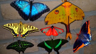 Butterfly amp Moth Compilation MY PETS [upl. by Mack]