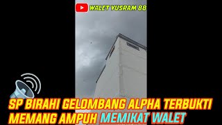 SP BIRAHI GELOMBANG ALPHA ORIGINAL YUSRAM 88 [upl. by Astraea]