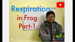 Respiration in Frog part1 Respiration through Gills and skin Buccopharyngeal Respiration [upl. by Manny401]