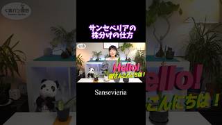 簡単！どんどん増えるサンセベリアの株分けの仕方 観葉植物 観葉植物 houseplants 植物のある暮らし plants サンセベリア サンスベリア [upl. by Schnell606]