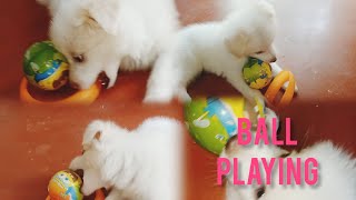 Cute Indian Spitz puppies ll Ball Playing ll Breking 2 month old Indian Spitz Dog llAsima5412 [upl. by Adamina]