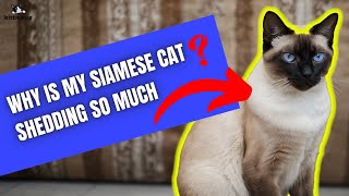 Why is my Siamese cat shedding so much  Find out the real fact [upl. by Lahcym]