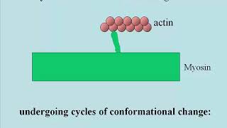 3362 ATP Binding amp Hydrolysis Changes Myosin Head Conformation [upl. by Nerwal]