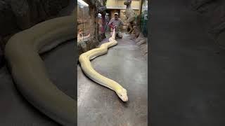 20ft reticulated python🐍 [upl. by Eirallam]