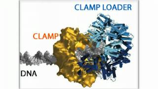 DNA Clamp amp Clamp Loader  Biofundamentals [upl. by Leotie]