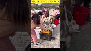 Dog Sell Fruit In The Market 😱🤔shorts [upl. by Egduj]