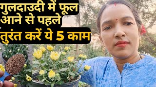 गुलदाउदी में फूल आने से पहले तुरंत करें ये 5 काम। Guldaudi plant growing tipsfertilizer [upl. by Acinonrev]