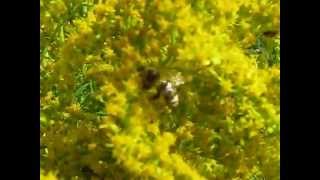 Honeybees on Goldenrod  Solidago canadensisVčely na zlatobýlu  Sept 17 2012 [upl. by Handel6]