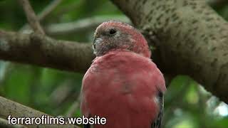 Parrots in the Outback  Australian Birds [upl. by Warton]