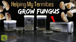 Helping My TERMITES Farm Mushrooms Experiment  Part 2 [upl. by Adnamma799]