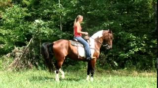 Big Beautiful TWH gelding for sale [upl. by Romilda]