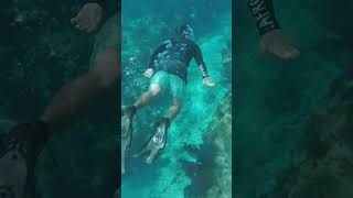 Snorkeling at Sombrero Reef Marathon Key [upl. by Atteloiv835]