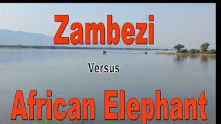 Zambezi versus African Elephant [upl. by Bael]