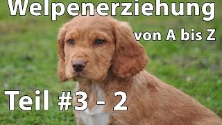 Welpenerziehung Teil 3  2  Welpenerziehung von A bis Z [upl. by Marchak]