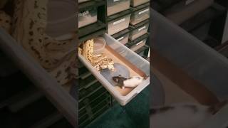 PASTEL BATMAN BALL PYTHON LIVE FEEDING 🦇 [upl. by Leavy457]