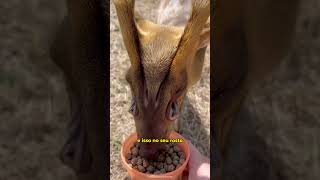 O QUE É ISSO NO ROSTO DO CERVO CERVO MUNTJAC shorts [upl. by Munmro]