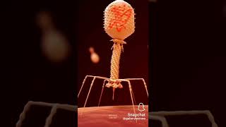 bacteriophage bacteriophagescience [upl. by Eiznekcam252]