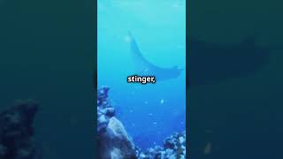 🌊 MindBlowing Facts About Manta Rays You Didn’t Know🛸 [upl. by Willett]