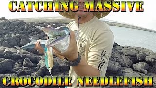 Fishing Huge ‘Aha  Houndfish  Needlefish  and Kaku  Barracuda  In Hawaii  BODS Episode 15 [upl. by Ahsineg]