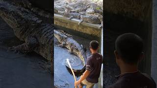 As a crocodile caretaker he has the audacity to descend by himself to bathe [upl. by Mareah]