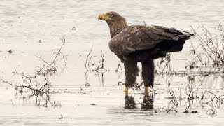 Zeearenden in de Biesbosch CLOSE UP HD [upl. by Congdon]