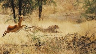 Animaux sauvages la lutte pour la vie  Documentaire Animalier HD [upl. by Suinotna]