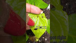 Stop holes in your plant leaves fast gardeningtips [upl. by Anirual895]