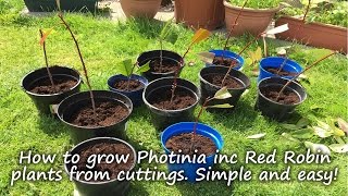 How to grow and root Photinia plants including Red Robin from cuttings [upl. by Ylro642]